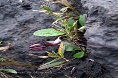 Ceropegia jainii